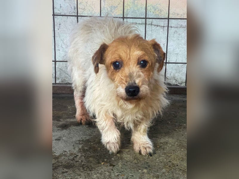 Hatchi LM - Skeptischer Gefährte mit neugierigem Herzen