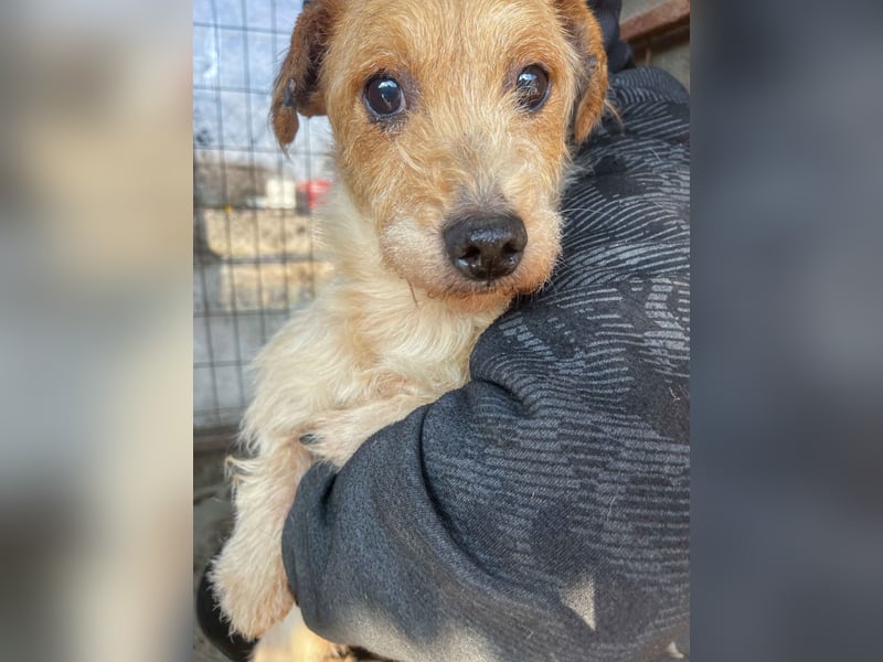 Hatchi LM - Skeptischer Gefährte mit neugierigem Herzen