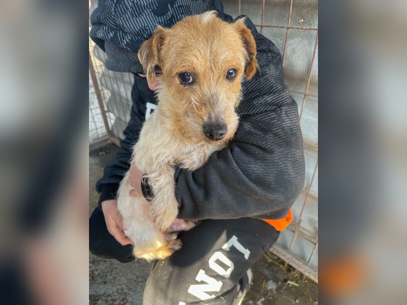Hatchi LM - Skeptischer Gefährte mit neugierigem Herzen