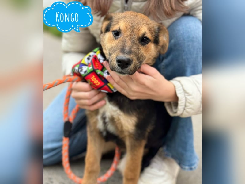 Kongo ein verspielter Welpe