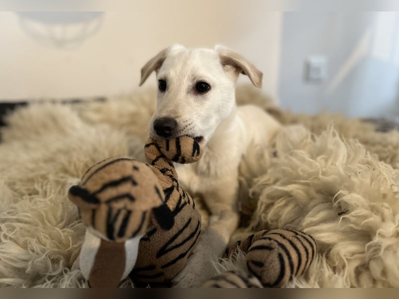 Glatthaar Foxterrier Mix Welpe Rüde 4-5 Monate, verspielt, frech