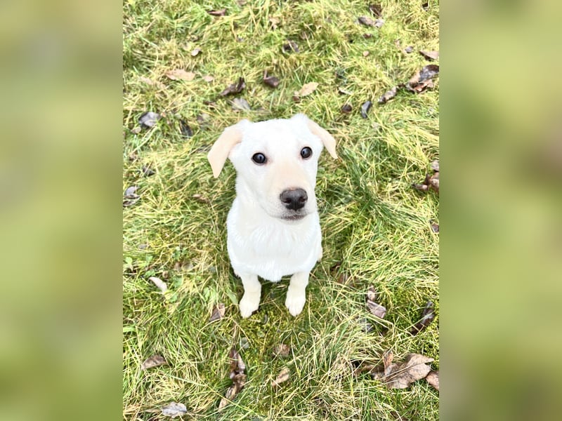 Glatthaar Foxterrier Mix Welpe Rüde 4-5 Monate, verspielt, frech