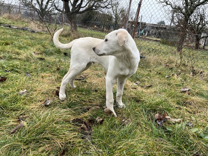 Glatthaar Foxterrier Mix Welpe Rüde 4-5 Monate, verspielt, frech