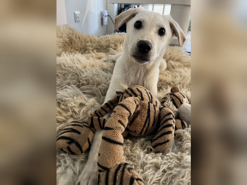 Glatthaar Foxterrier Mix Welpe Rüde 4-5 Monate, verspielt, frech