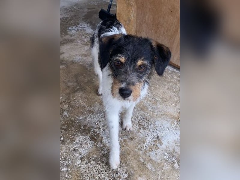 Tobi, charmanter kleiner Knopf, katzen hunde Menschenfreund