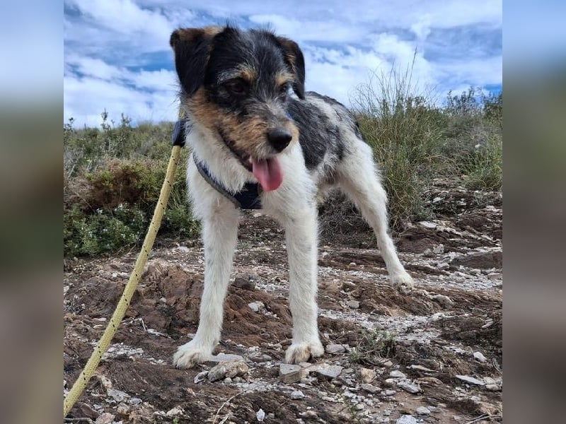 Tobi, charmanter kleiner Knopf, katzen hunde Menschenfreund