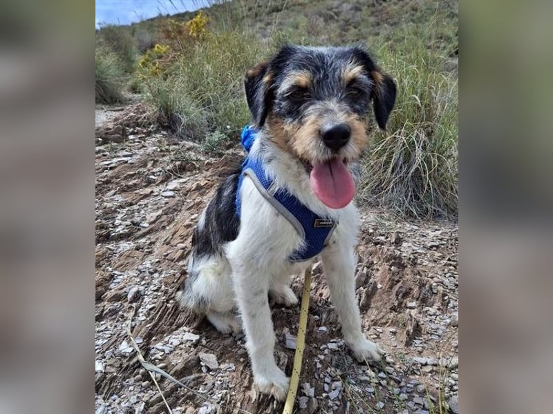Tobi, charmanter kleiner Knopf, katzen hunde Menschenfreund