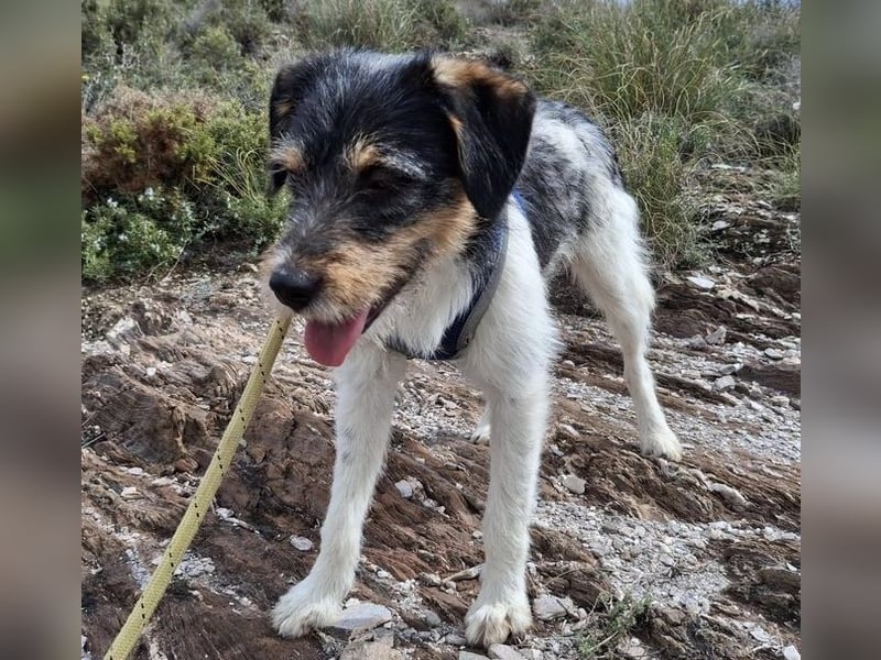 Tobi, charmanter kleiner Knopf, katzen hunde Menschenfreund