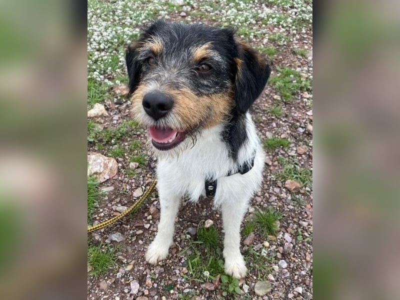 Tobi, charmanter kleiner Knopf, katzen hunde Menschenfreund
