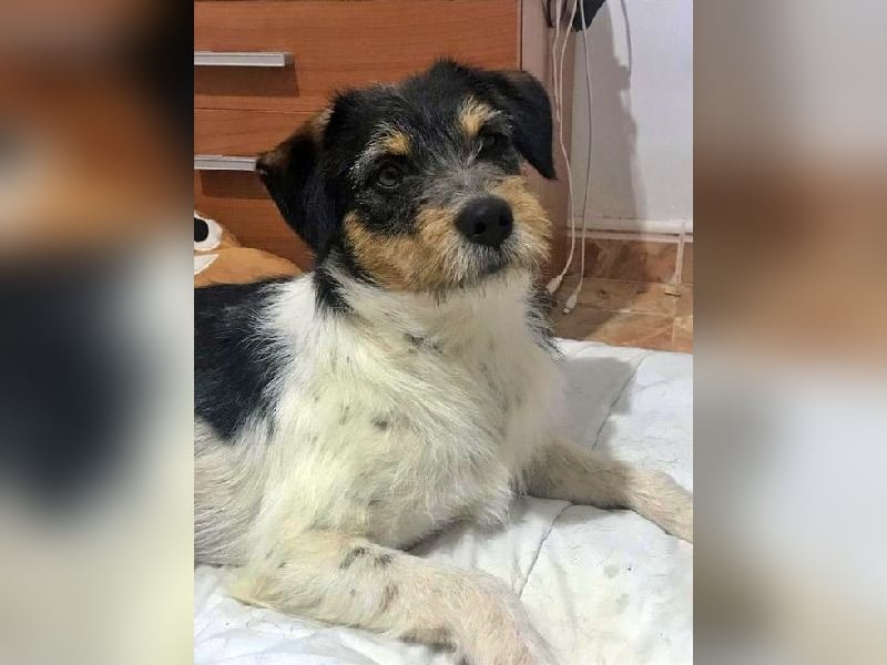 Tobi, charmanter kleiner Knopf, katzen hunde Menschenfreund