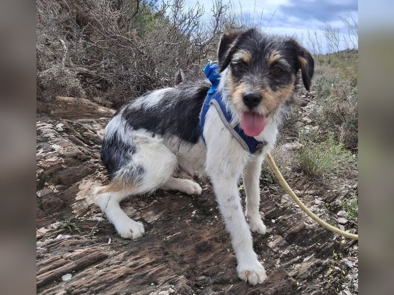Tobi, charmanter kleiner Knopf, katzen hunde Menschenfreund