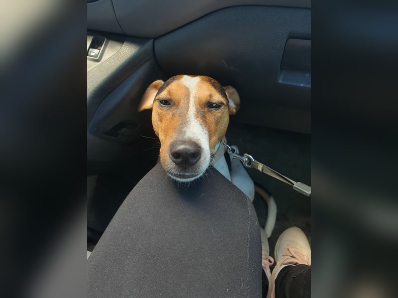 EINEN jungen scheint vermutlich Rein-Rassigen FoxTerrier Rüde