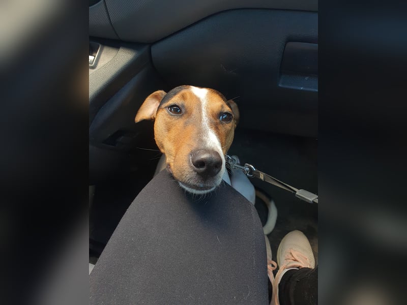 EINEN jungen scheint vermutlich Rein-Rassigen FoxTerrier Rüde
