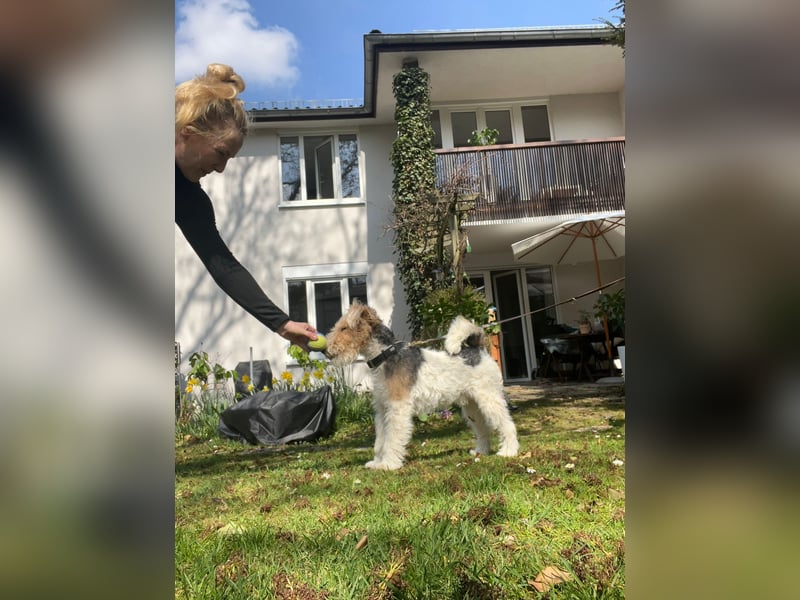 Deckrüde Foxterrier Drahthaar