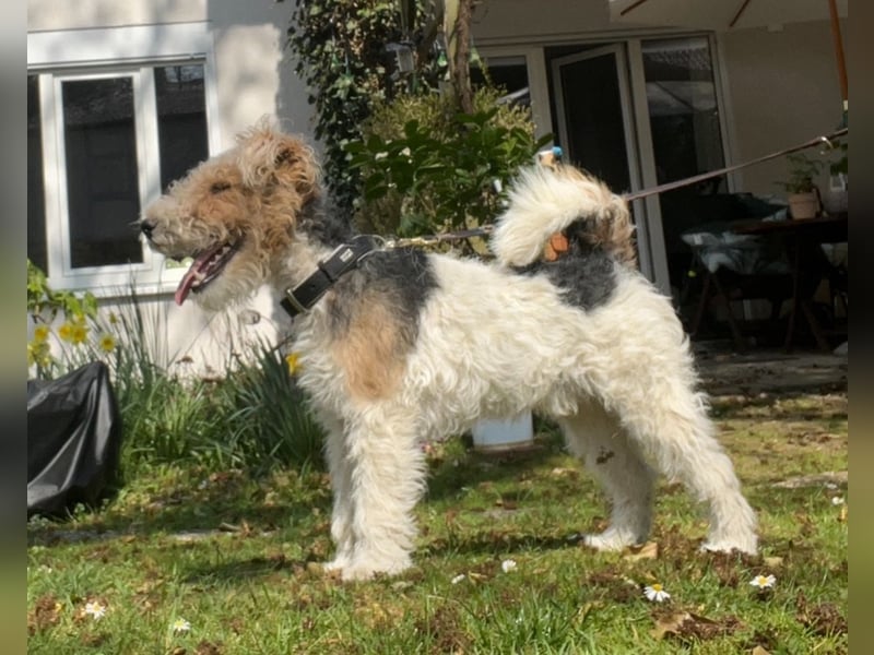 Deckrüde Foxterrier Drahthaar