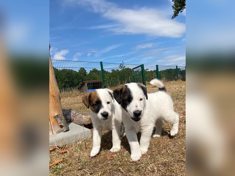 Foxterrier Glatthaar Welpen v. d. Bismarckquelle