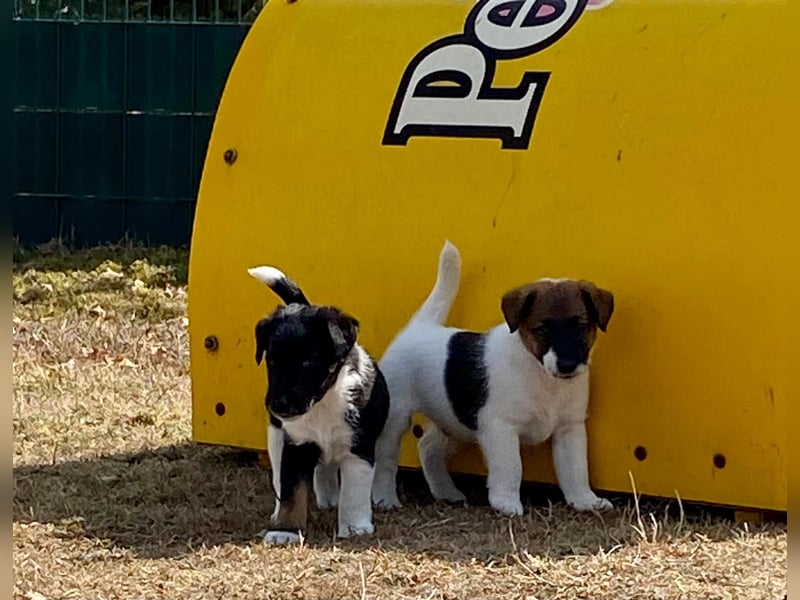 Foxterrier Glatthaar Welpen v. d. Bismarckquelle