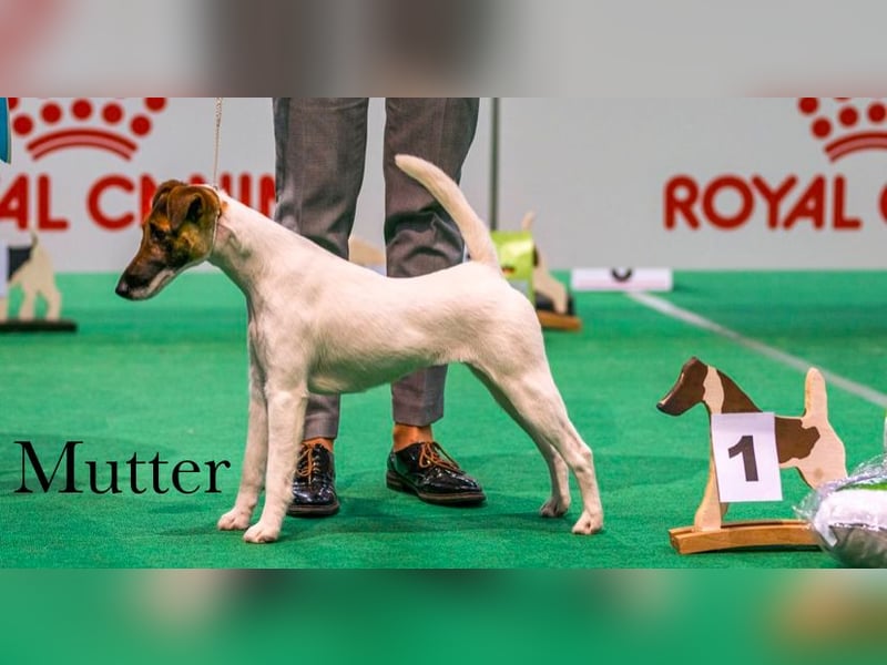 Foxterrier Glatthaar Welpen v. d. Bismarckquelle