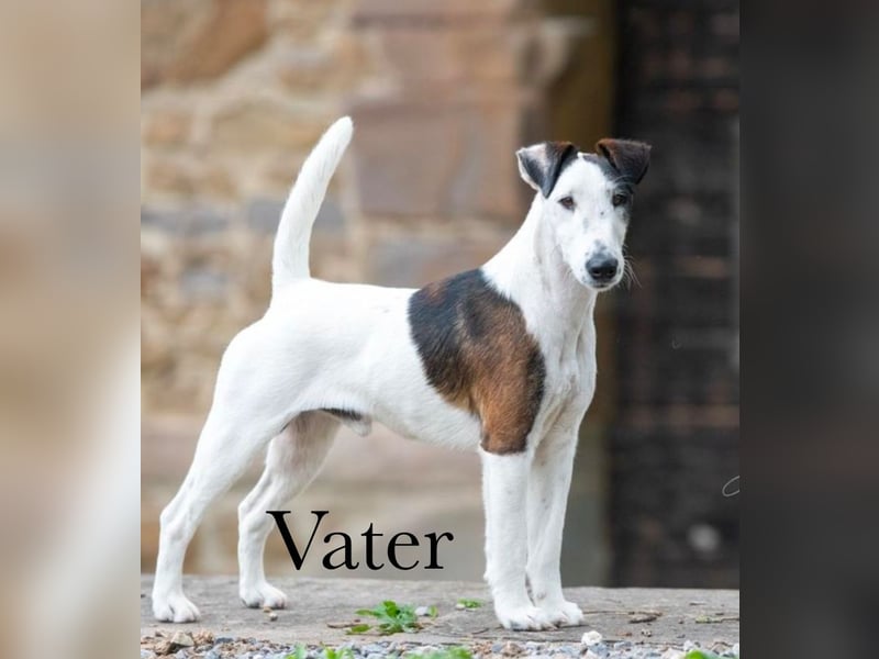 Foxterrier Glatthaar Welpen v. d. Bismarckquelle