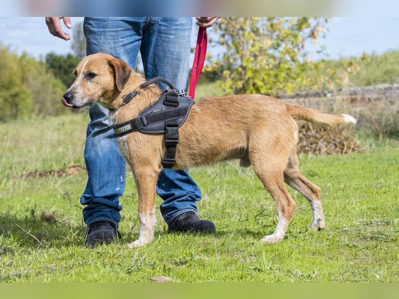 Bobi-SI – Lieber Kerl sucht Zuhause