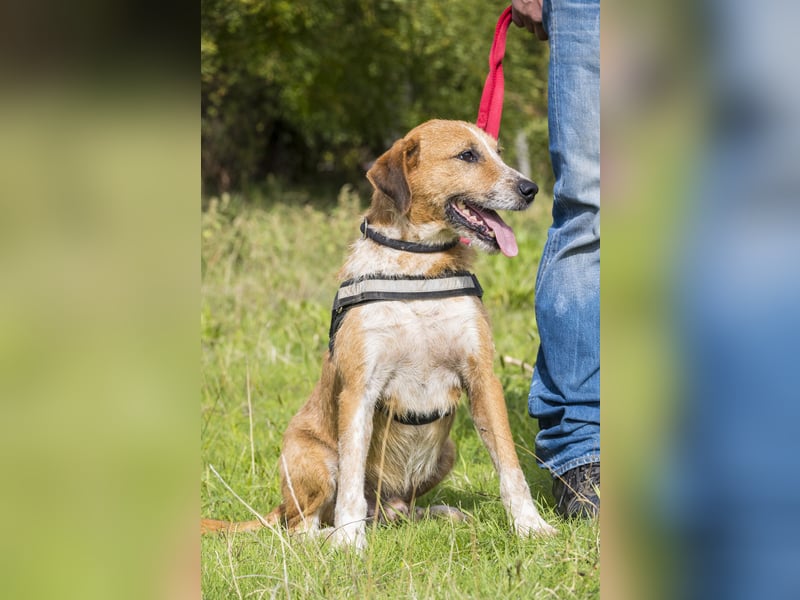 Bobi-SI – Lieber Kerl sucht Zuhause