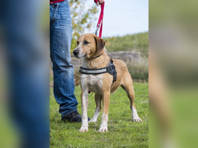 Bobi-SI – Lieber Kerl sucht Zuhause