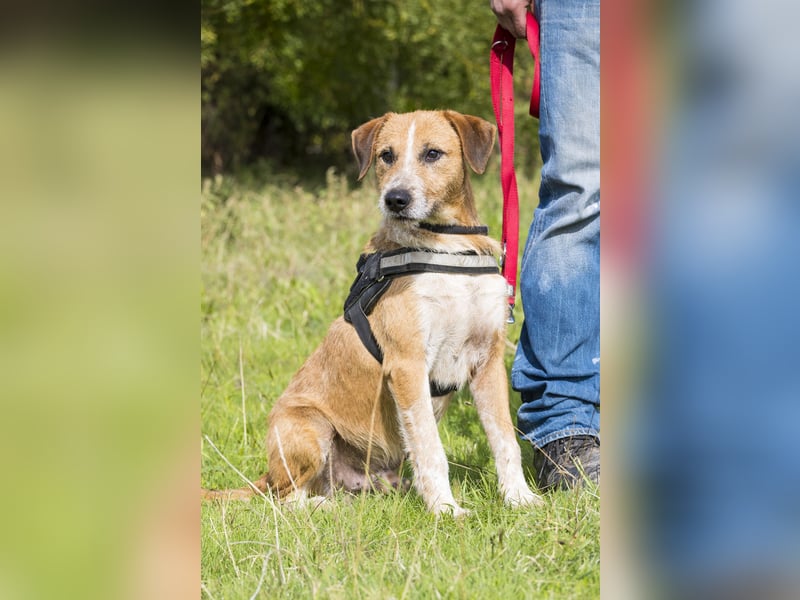 Bobi-SI – Lieber Kerl sucht Zuhause