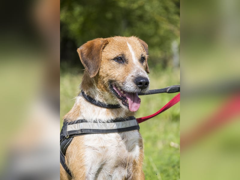 Bobi-SI – Lieber Kerl sucht Zuhause
