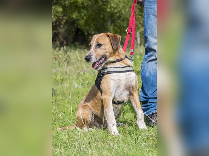Bobi-SI – Lieber Kerl sucht Zuhause