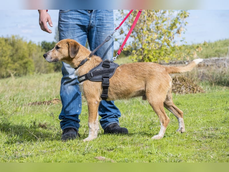 Bobi-SI – Lieber Kerl sucht Zuhause