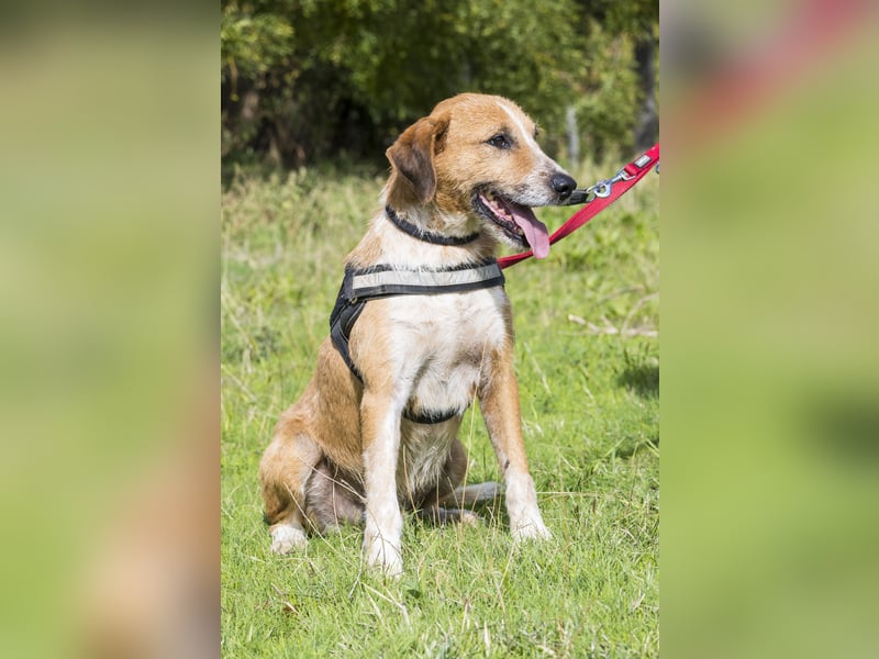 Bobi-SI – Lieber Kerl sucht Zuhause