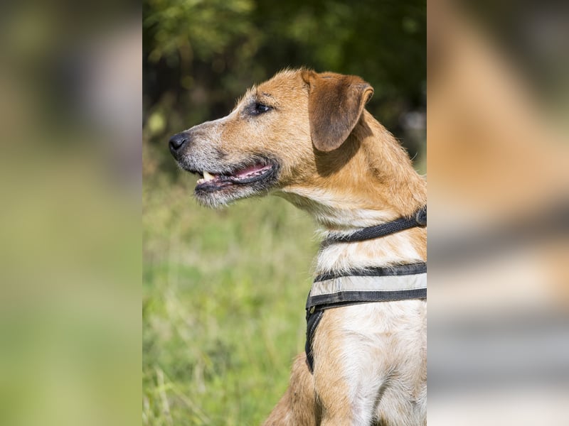 Bobi-SI – Lieber Kerl sucht Zuhause