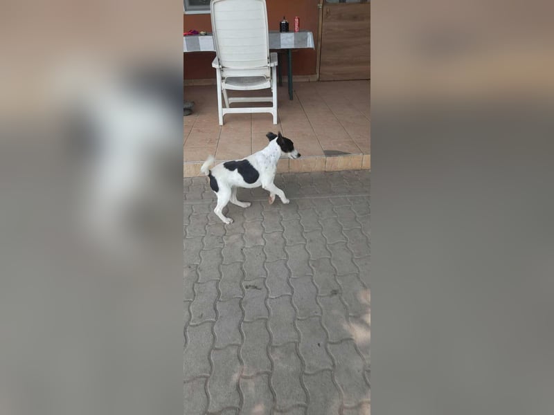 Maxi, geboren 01.04.2024, 36cm sucht aktives Zuhause