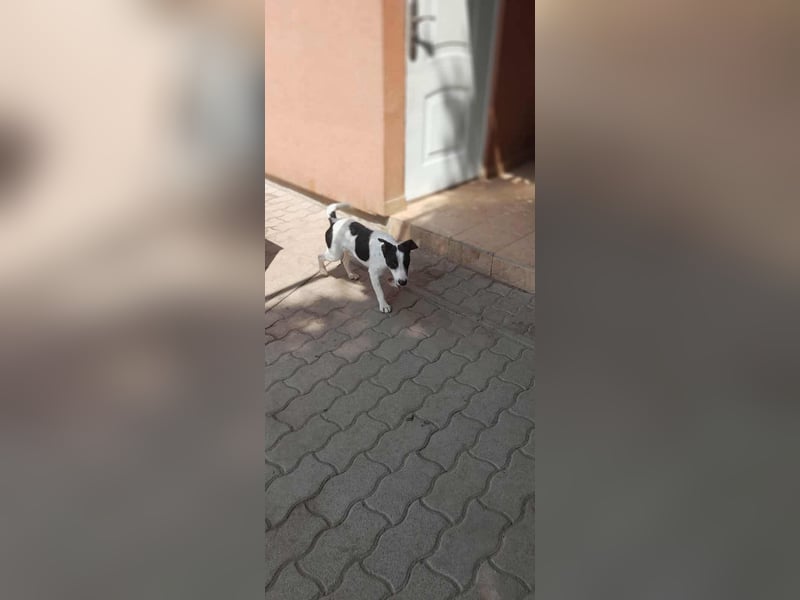 Maxi, geboren 01.04.2024, 36cm sucht aktives Zuhause