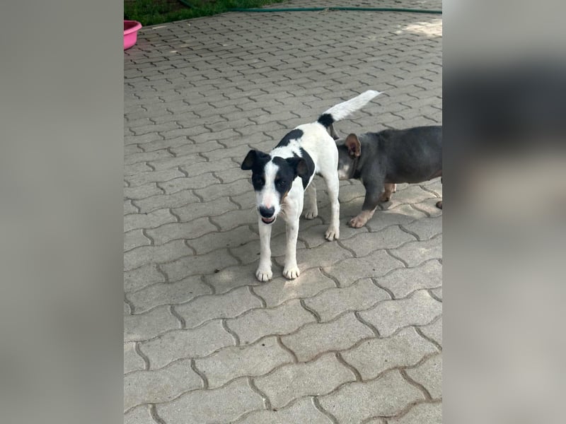 Maxi, geboren 01.04.2024, 36cm sucht aktives Zuhause