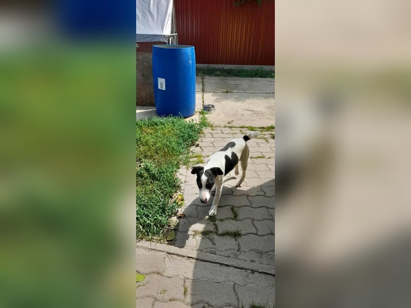 Maxi, geboren 01.04.2024, 36cm sucht aktives Zuhause