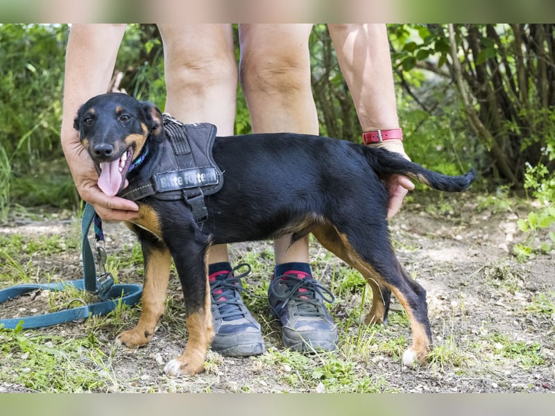Csocsó SI - verspielter Jungspund mit großem Herzen sucht sein eigenes Zuhause