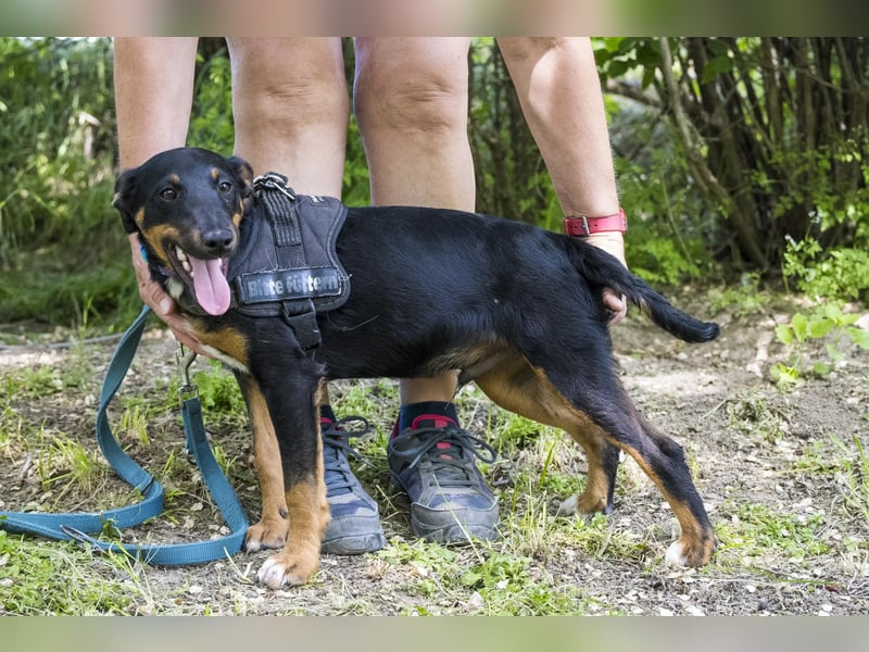 Csocsó SI - verspielter Jungspund mit großem Herzen sucht sein eigenes Zuhause