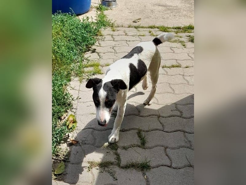 Maxi von kettenlos