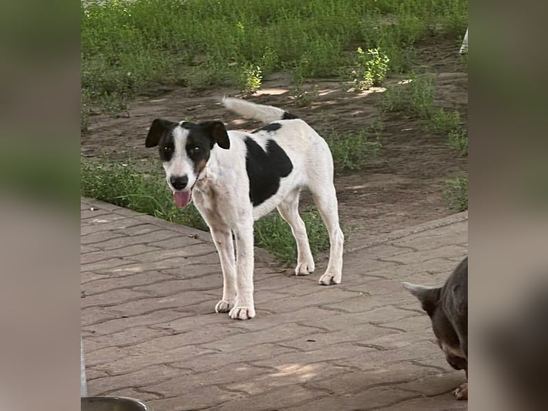 Maxi von kettenlos