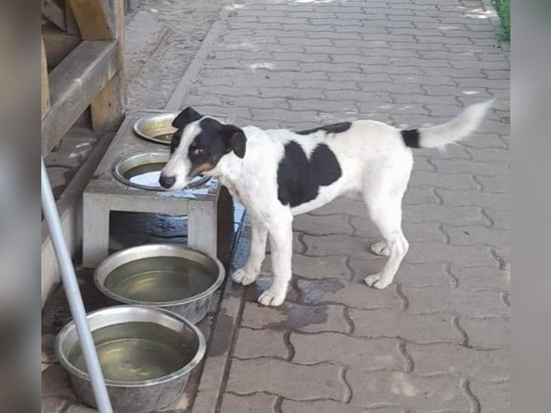 Maxi von kettenlos