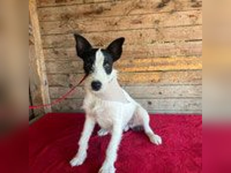 Jerry, Terrier-Mischling, Rüde, geb. am 15.05.2024, 40 cm, 10 kg