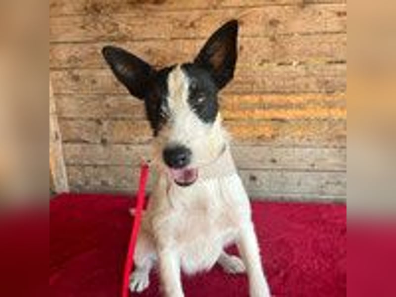 Jerry, Terrier-Mischling, Rüde, geb. am 15.05.2024, 40 cm, 10 kg