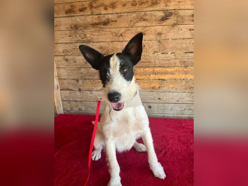 Jerry, Terrier-Mischling, Rüde, geb. am 15.05.2024, 40 cm, 10 kg