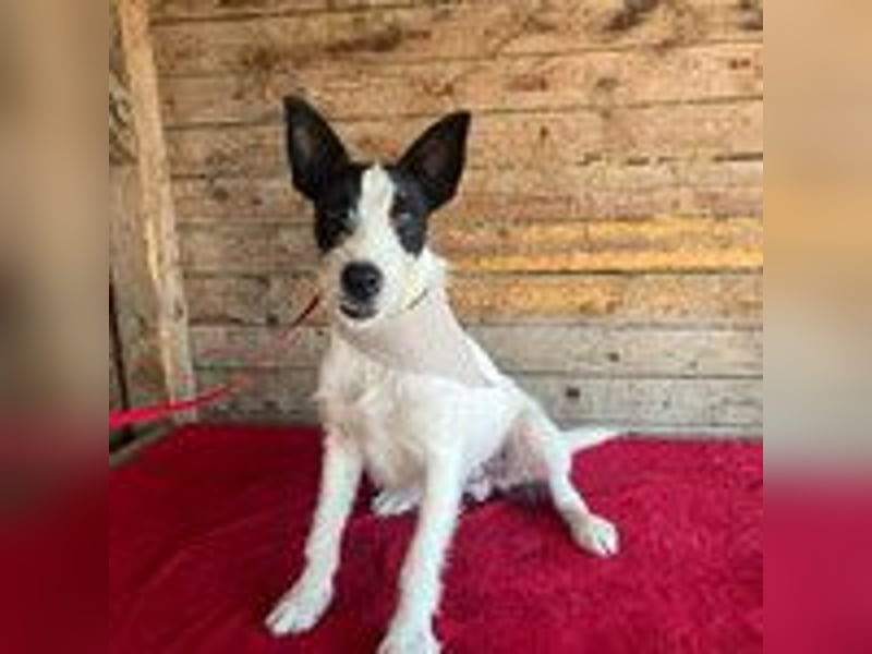Jerry, Terrier-Mischling, Rüde, geb. am 15.05.2024, 40 cm, 10 kg