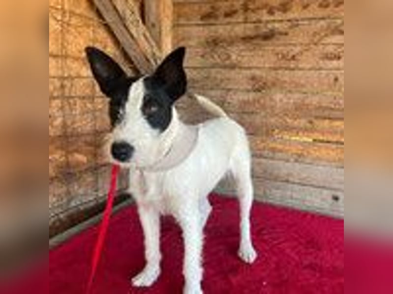 Jerry, Terrier-Mischling, Rüde, geb. am 15.05.2024, 40 cm, 10 kg