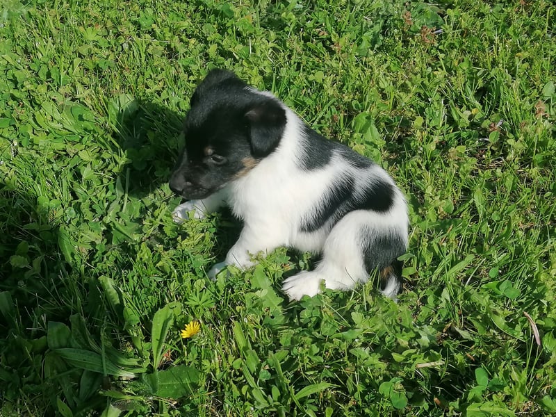 Foxterrier 
