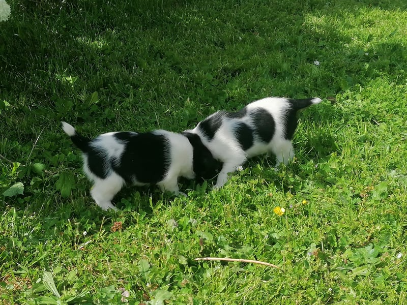 Foxterrier 