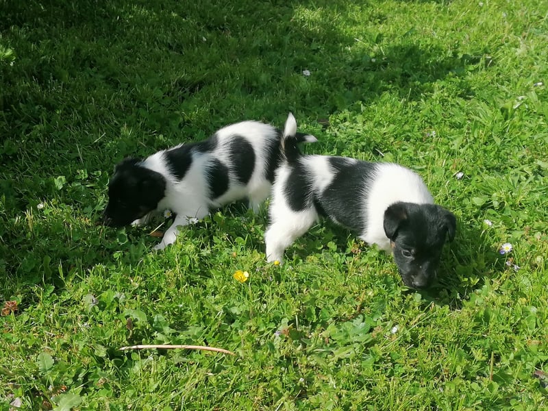 Foxterrier 