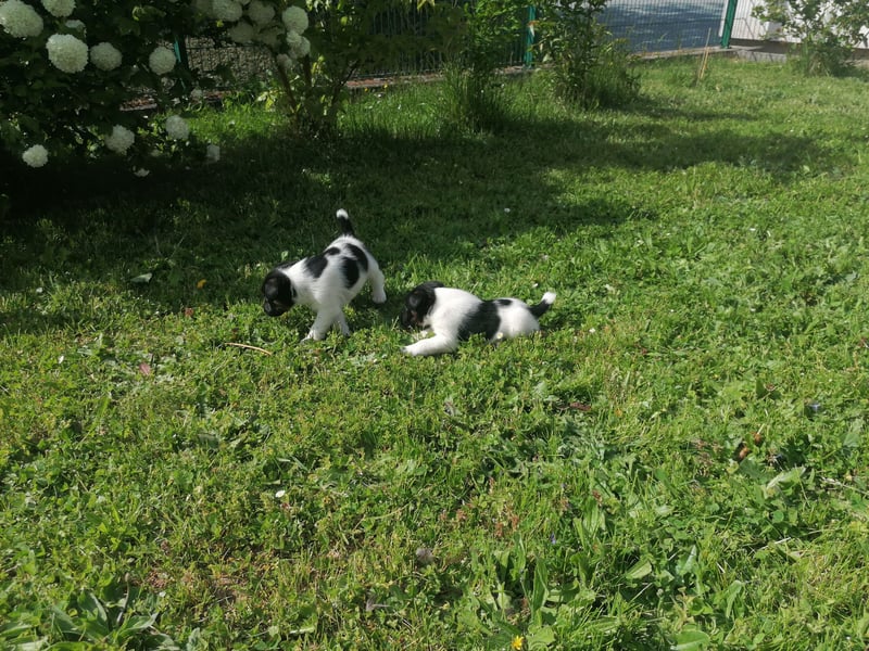 Foxterrier 